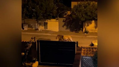 'Italiyada sirkdan qochgan sher bir necha soat shahar aylanib yurdi (video)'ning rasmi