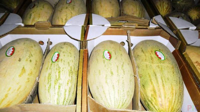 Изрображение '"УЗТРЕЙД" ВПЕРВЫЕ ЭКСПОРТИРОВАЛ УЗБЕКСКИЕ ДЫНИ В США'