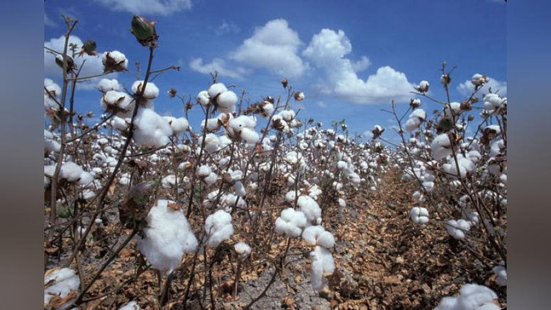 'Paxta maydonlarining har gektariga 1 mln so`mdan subsidiya beriladi'ning rasmi