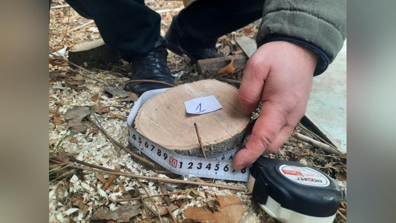 'Buxoroda 22 tup daraxt kesgan shaxslar jarimaga tortildi'ning rasmi