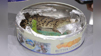 '"Ular hozirda o`lim yoqasida..." Aeroportda olib qo`yilgan reptiliyalar ahvoli haqida ma`lumot berildi (video)'ning rasmi