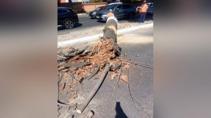 'Чилонзор туманида кўп йиллик дарахтлар кесиб ташланмоқда'ning rasmi