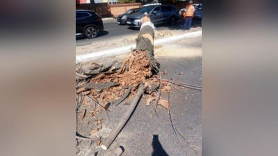 'Chilonzor tumanida ko`p yillik daraxtlar kesib tashlanmoqda'ning rasmi