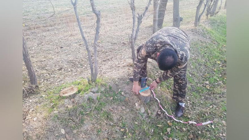 'Qashqadaryoda 21 tup qayrag`ochni noqonuniy kesish oqibatida tabiatga 180 mlndan ko`p zarar etkazildi'ning rasmi