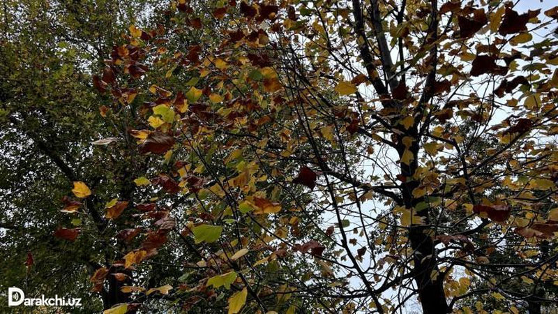 '“O`zgidromet” bugungi ob-havo prognozlarini e`lon qildi'ning rasmi