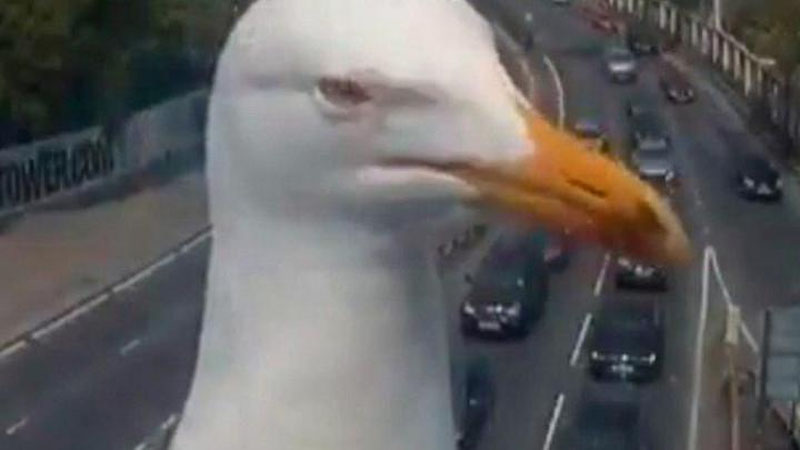 Изрображение 'ЛЮБОПЫТНАЯ ЧАЙКА ПОПРОБОВАЛА СЕБЯ В РОЛИ РЕПОРТЕРА (ВИДЕО)'