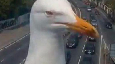 Изрображение 'ЛЮБОПЫТНАЯ ЧАЙКА ПОПРОБОВАЛА СЕБЯ В РОЛИ РЕПОРТЕРА (ВИДЕО)'
