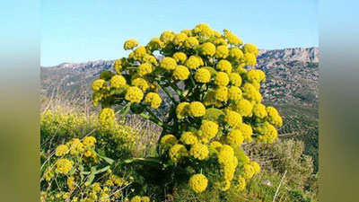 'O`zbekistonda kavrakning har bir tupiga etkazilgan zarar uchun jarima miqdorini oshirish taklif qilindi'ning rasmi