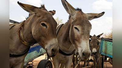 Изрображение '"ПРЕДПРИИМЧИВЫЙ" МЯСНИК ИЗ ФЕРГАНЫ СМЕШИВАЛ ОСЛЯТИНУ С ГОВЯДИНОЙ'