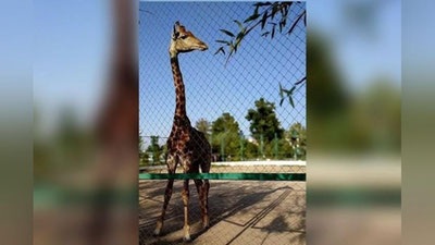 'Farg`ona hayvonot bog`idagi jirafa nobud bo`ldi'ning rasmi