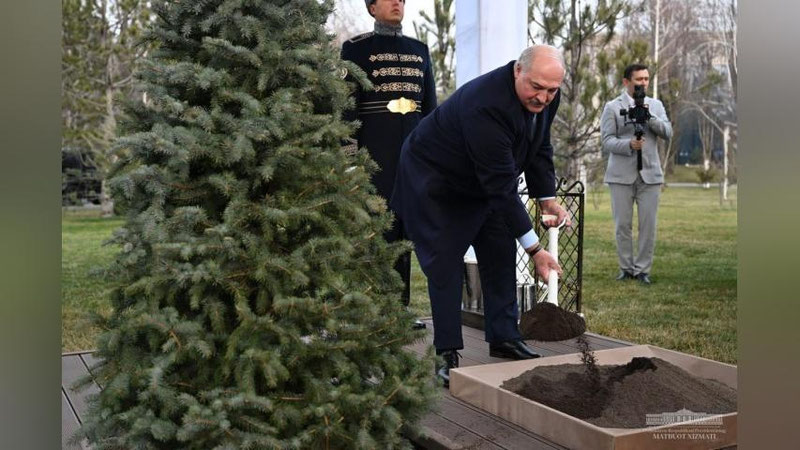 'Lukashenko Faxriy mehmonlar xiyoboniga daraxt ekdi(foto)'ning rasmi