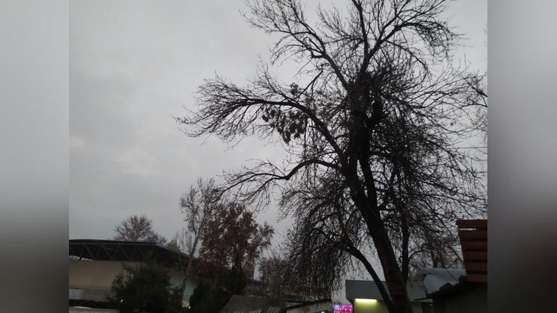 Изрображение 'Новая рабочая неделя будет прохладной и пасмурной: прогноз от Узгидромета'