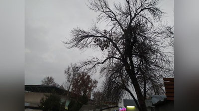 Изрображение 'В Ташкенте без осадков: погода на 20 декабря'