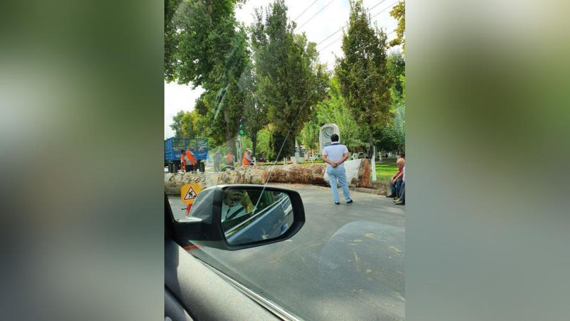 Изрображение 'Госкомэкологии: Деревья у магазина "Чимган" спилили легально'