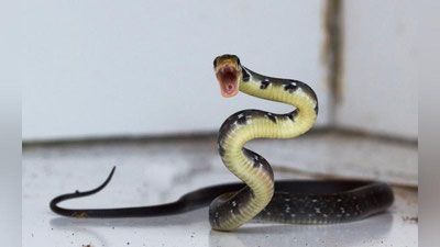 Изрображение 'СПАСАТЕЛИ ВЫЛОВИЛИ В ДОМЕ ЖИТЕЛЯ АЛМАЛЫКА ЯДОВИТУЮ ЗМЕЮ'