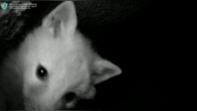 Изрображение 'Любознательных лисят сняла фотоловушка в Сурханском заповеднике (видео)'