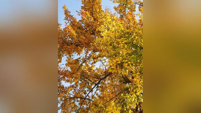 Изрображение 'Какая погода нас ждет в первый день зимы?'