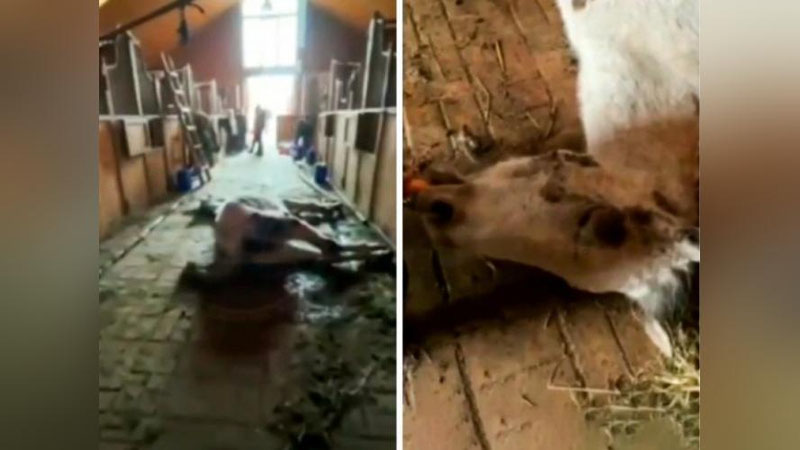 'Toshkentdagi Otchoparda ikki bosh ot ochlikdan nobud bo`ldi'ning rasmi