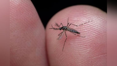 Изрображение 'В Таиланде взялись за уничтожение комаров, распространяющих лихорадку денге'