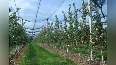 'Sayxunobodda istagi bor aholiga intensiv bog` qilib beriladi'ning rasmi