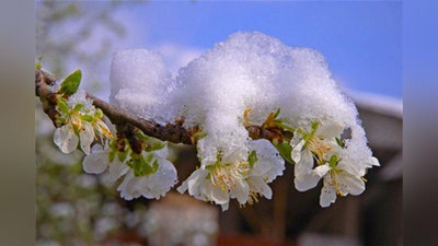 Изрображение 'Эксперты: Новые заморозки могут увеличить ущерб для садов и виноградников в Узбекистане'