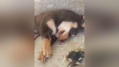 Изрображение 'В Сурхандарье отец с сыном жестоко расправились с щенком'