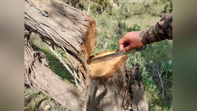 'Boysun davlat o`rmon xo`jaligida Zarafshon archalari noqonuniy kesib ketilgani aytildi. Tabiat resurslari vazirligi rasmiy munosabat berdi'ning rasmi