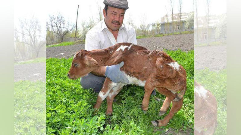 Изрображение 'В ДЖАМБАЕ РОДИЛСЯ НЕОБЫЧНЫЙ ТЕЛЕНОК'
