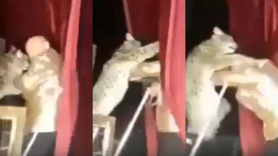 Изрображение 'Цирковая рысь напала на дрессировщика во время выступления (видео)'
