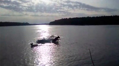 Изрображение 'Гигантский крокодил заглотил собаку, не оставив ей шансов спастись (видео)'