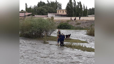 Изрображение 'Необычная операция спасения: сотрудники МЧС эвакуировали отрезанных от суши овец'