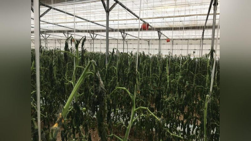 Изрображение 'Каттакурганские фермеры, понесшие потери из-за отключения света, обратились в прокуратуру'