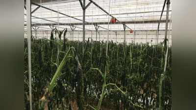 Изрображение 'Каттакурганские фермеры, понесшие потери из-за отключения света, обратились в прокуратуру'