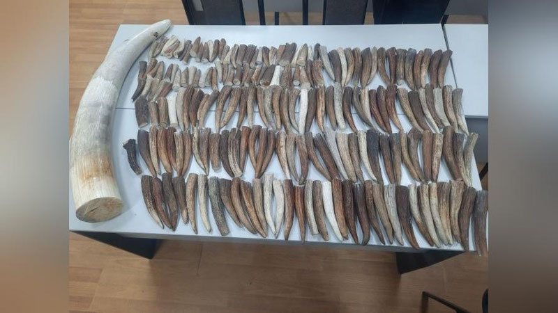 'O`zbekistonga olib kirilayotgan Afrika filining tishi chegarada to`xtatib qolindi'ning rasmi