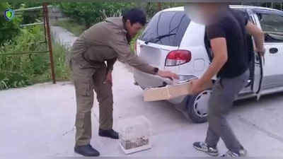 Изрображение 'В Ташкентской области выпустили на волю отловленных соловьев (видео)'