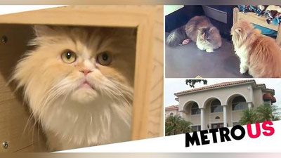 Изрображение 'Жительница США оставила в наследство котам свой особняк за $2,5 млн'