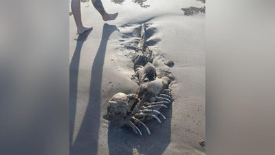 Изрображение 'Останки неизвестного животного выбросило на пляж Австралии'