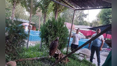 Изрображение 'Хозяин грифа, которого он содержал в неволе, сдал птицу в Ташкентский зоопарк'