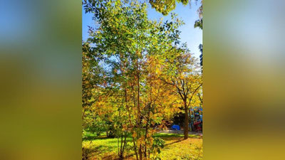 Изрображение 'По республике будет преобладать малооблачная погода без осадков: прогноз на неделю'