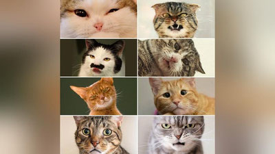 Изрображение 'Ученые насчитали у котов 276 выражений морды'
