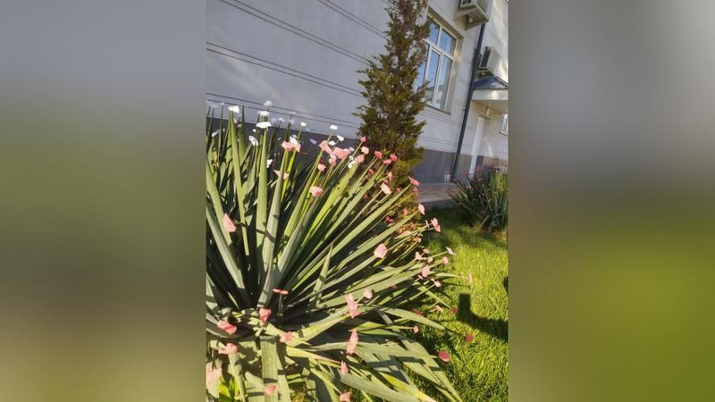 Изрображение 'В Ташкенте побит очередной температурный рекорд'