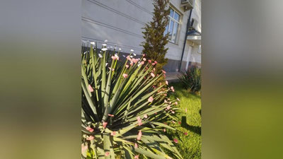 Изрображение 'В Ташкенте побит очередной температурный рекорд'