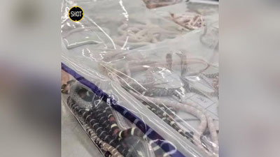 Изрображение 'В брюках контрабандиста в Китае нашли 105 живых змей (видео)'