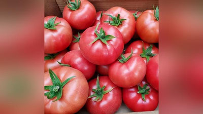 Изрображение 'В Узбекистане цены на помидоры выросли на 50%'