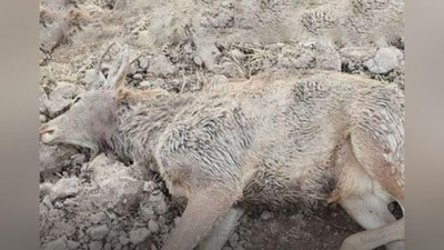 Изрображение 'В Каракалпакстане задержан браконьер, застреливший бухарского оленя'