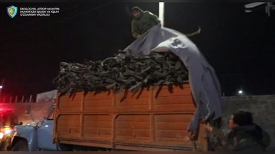 Изрображение 'Житель Хорезмской области незаконно вывозил саксаул'