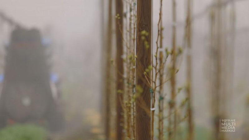 Изрображение 'В Минсельхозе рассказали, как повлияли весенние заморозки на сельхозкультуры'