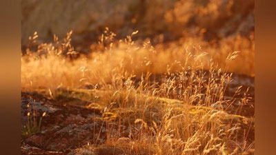 Изрображение 'В Узбекистане воздух прогреется до +35: погода на 15 мая'