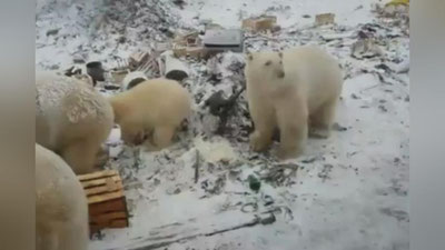 Изрображение 'ЖИТЕЛИ АРХИПЕЛАГА НОВАЯ ЗЕМЛЯ В РФ ПЕРЕЖИВАЮТ НАШЕСТВИЕ БЕЛЫХ МЕДВЕДЕЙ (ВИДЕО)'