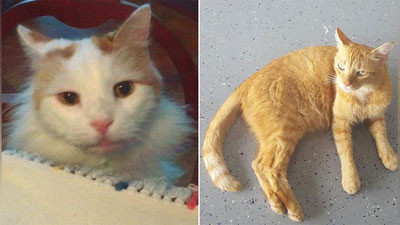 Изрображение 'АМЕРИКАНКА ОСТАВИЛА СВОИМ КОТАМ НАСЛЕДСТВО В $300 ТЫСЯЧ'